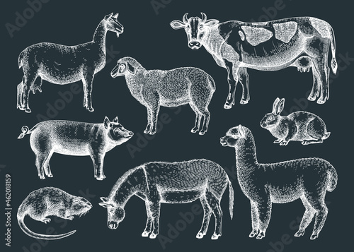 Fototapeta Naklejka Na Ścianę i Meble -  Hand-sketched farm animals vector illustrations on chalkboard. Cow, lama, donkey, goat, rabbit, sheep and other vintage animals. Farm animals for label, icon, packaging, banners, books.