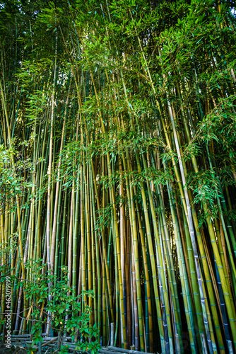 Asian Bamboo forest natural background
