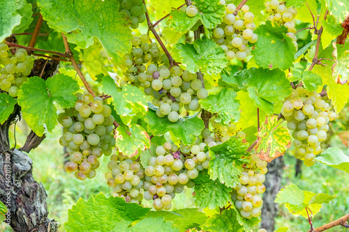 vineyard with ripe grapes in the Alsace region photo