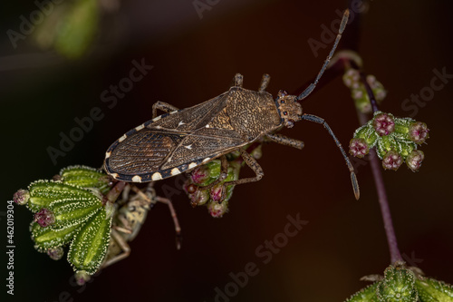 Adult Leaf-footed Bug photo