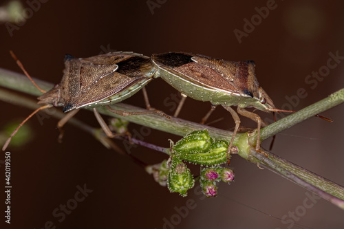 Adult Green belly bug photo