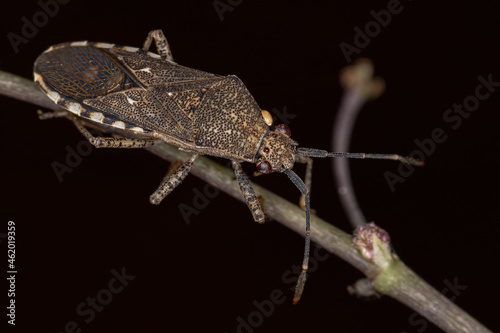 Adult Leaf-footed Bug photo