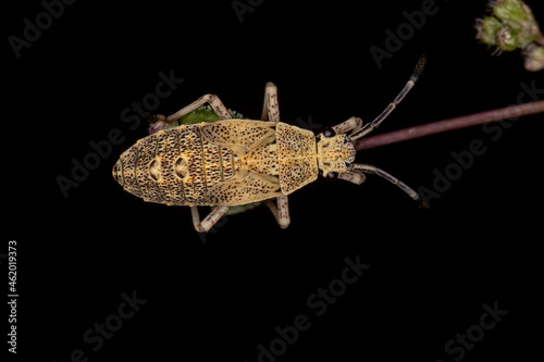 Leaf-footed Bug Nymph photo