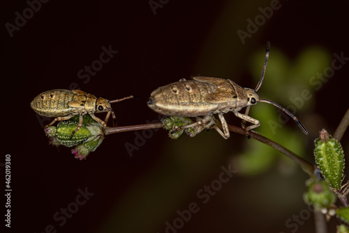 Leaf-footed Bug Nymph photo