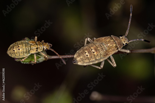 Leaf-footed Bug Nymph photo