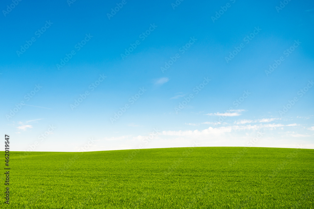 Field Of Green Fresh Grass Under Blue Sky