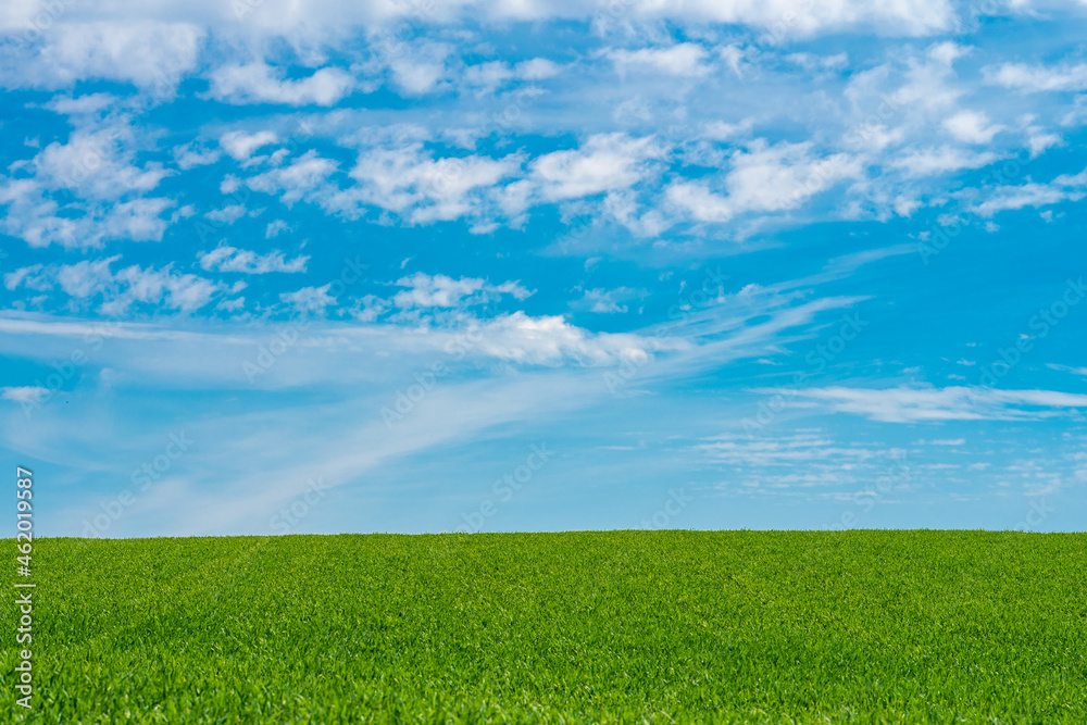 Green meadows with blue sky and clouds background Green meadows with blue sky and clouds background