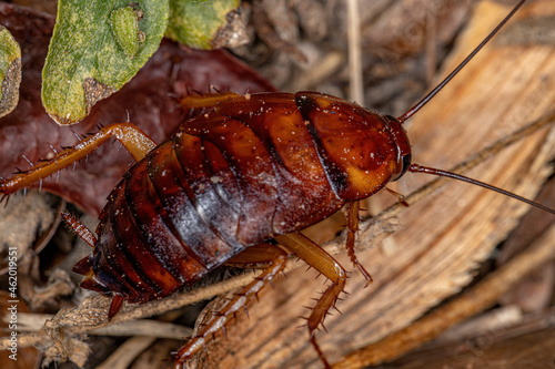 American Cockroach Nymph photo