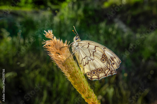 Photography Butterfly on a green leafy plant.