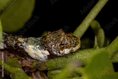 New World Giant Swallowtail Caterpillar photo