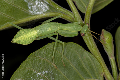 Green Photinaid Mantis Nymph photo