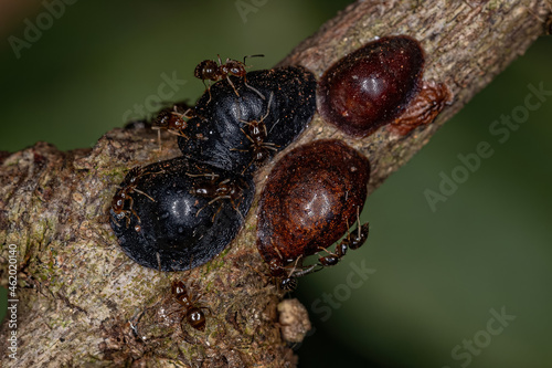 Small Adult Rover Ant  and Scale Insects photo
