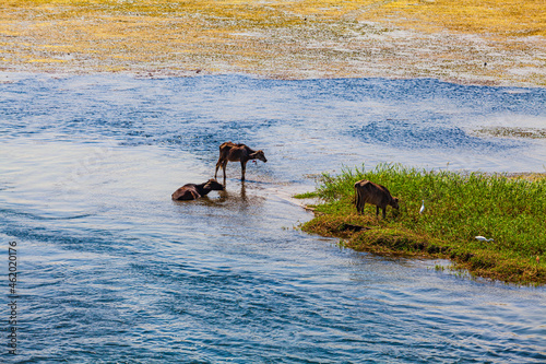 River Nile in Egypt. Life on the River Nile