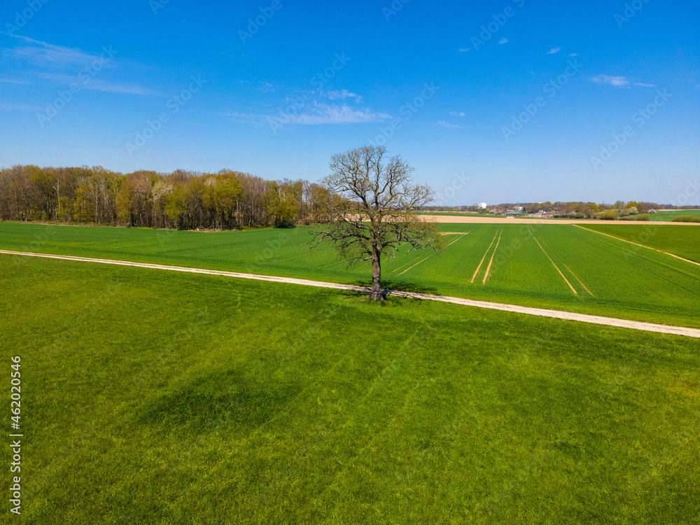 Naklejka premium Field, Tree And Blue Sky