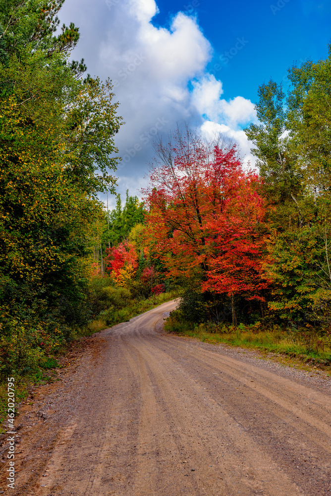 autumn in the forest