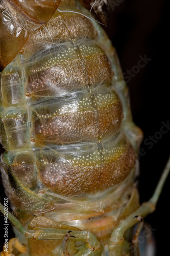 Adult Giant Cicada photo