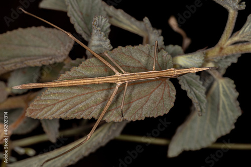 Neotropical Stick Grasshopper photo