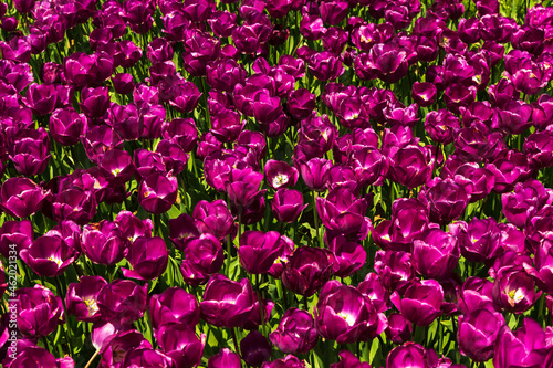 colorful flowers in a garden of Emirgan. Emirgan tulip festival, İstanbul.