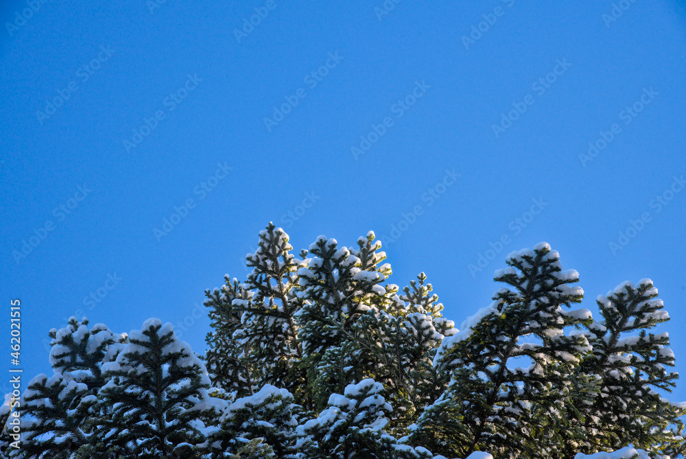 Sapin sous la neige avec soleil Sapin sous la neige avec soleil