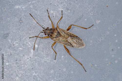 Adult Seed Bug photo