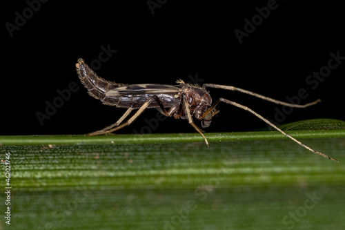 Adult Non-biting Midge photo