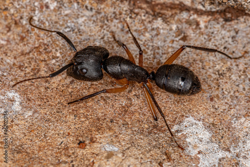 фотографія Adult Female Carpenter Ant