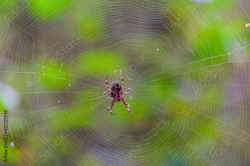 spider on web with forest in the background