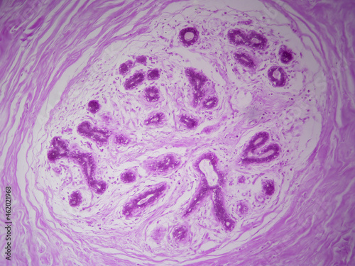 Microscope histology image of mammary gland lobule (100x) photo