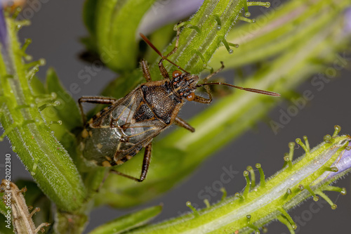 Adult Scentless Plant Bug photo