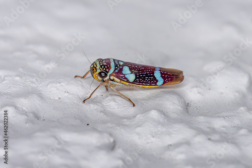 Adult Typical Leafhopper photo