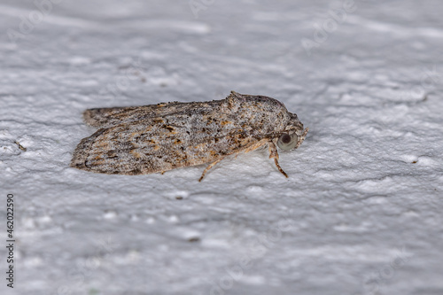 Adult Black-olive Caterpillar Moth photo