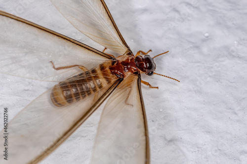 Adult Female Winged Termite