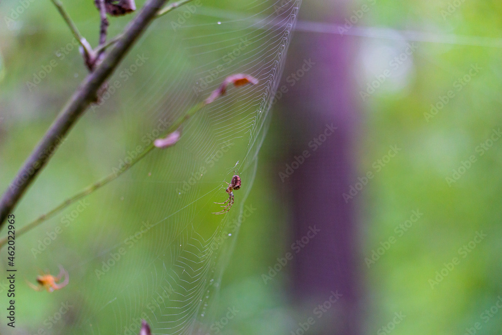 spider on web with forest in the background spider on web with forest in the background