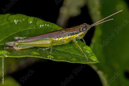 Adult Spurthroat Toothpick Grasshopper photo