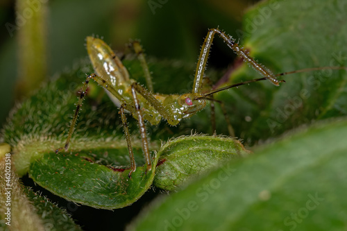 Assassin Bug Nymph photo