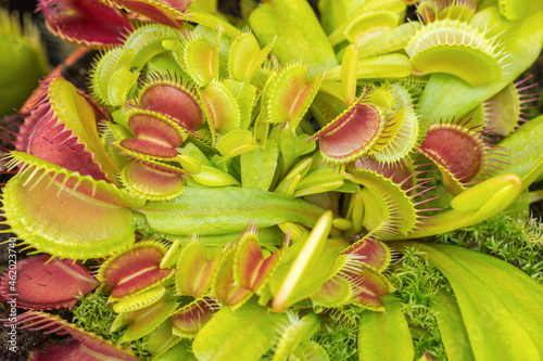 Venus flytrap (Dionaea Muscipula) with its trapping mechanism. American flowering plant with carnivorous eating habits