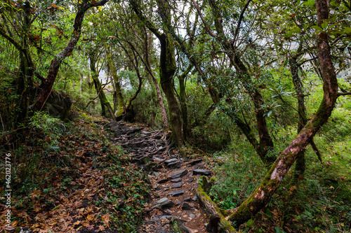 Stone footpath in fantastic green tropical jungle. Rainforest in Nepal, Himalaya