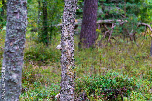 tree in the forest with mushroom growing on it