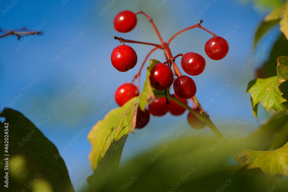 Obraz premium red Viburnum berries on a branch with leaves autumn background. Viburnum branches covered with beautiful red berries, green leaves. autumn colors, beautiful season, close-up