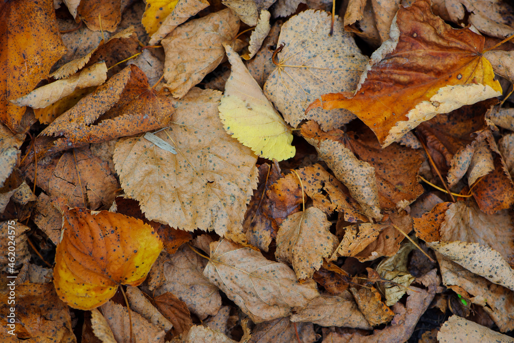 dry leaves. Dry fallen brown leaves in autumn Park. autumn background with dry leaves, top view, close-up. autumn season, bright leaves, nature in the forest. selective focus dry leaves. Dry fallen brown leaves in autumn Park. autumn background with dry leaves, top view, close-up. autumn season, bright leaves, nature in the forest. selective focus