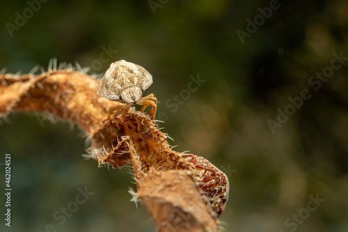 A bug on a thorny flower
