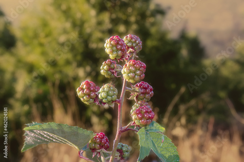 Ripe blackberries on a tree branch.