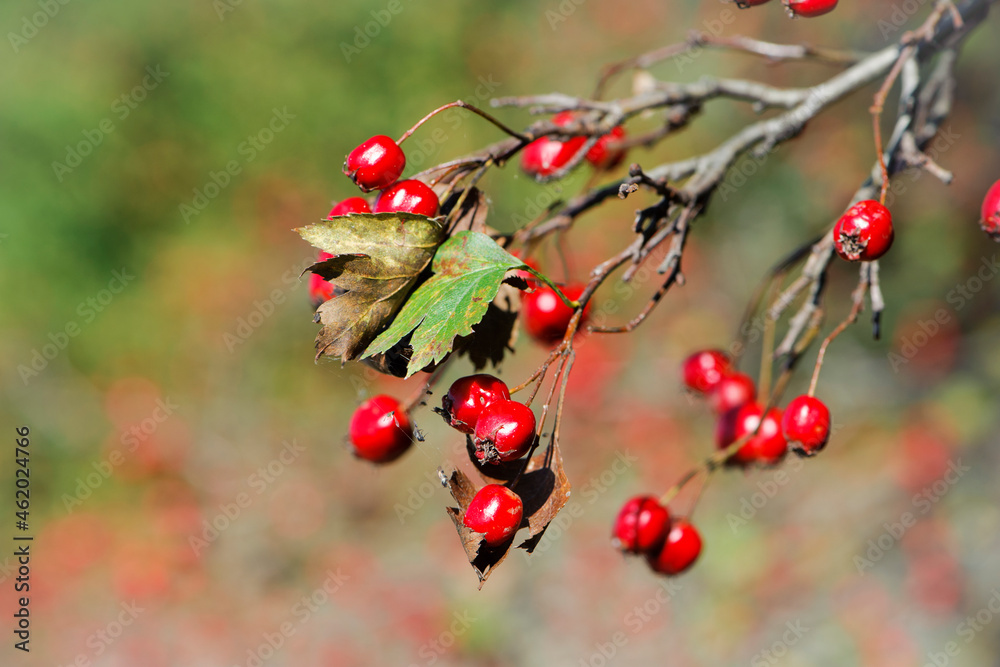 Crataegus. autumn forest red berries on a branch. Close-up of ripe winter fruits of red hawthorn with natural background. bokeh, place for text. hawthorn bush, berries in medicine, cosmetology