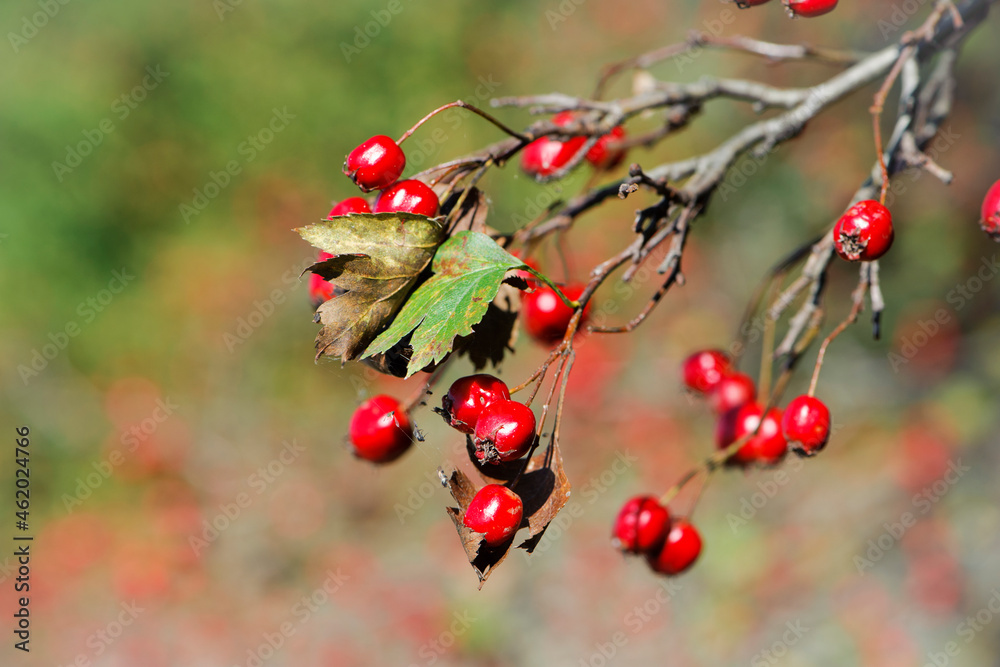 Crataegus. autumn forest red berries on a branch. Close-up of ripe winter fruits of red hawthorn with natural background. bokeh, place for text. hawthorn bush, berries in medicine, cosmetology Crataegus. autumn forest red berries on a branch. Close-up of ripe winter fruits of red hawthorn with natural background. bokeh, place for text. hawthorn bush, berries in medicine, cosmetology