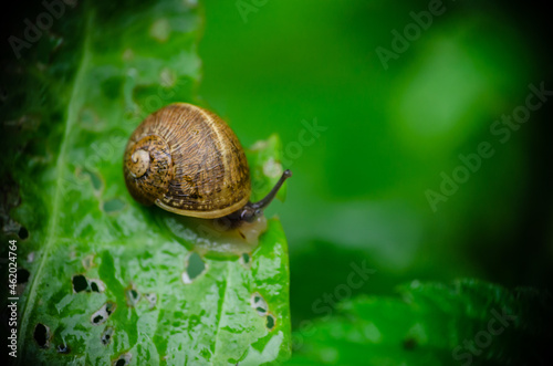 Snail in close-up on a wet leaf coming out after the rain