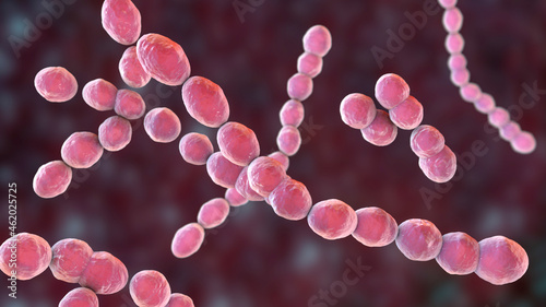 Leuconostoc bacteria, 3D illustration photo