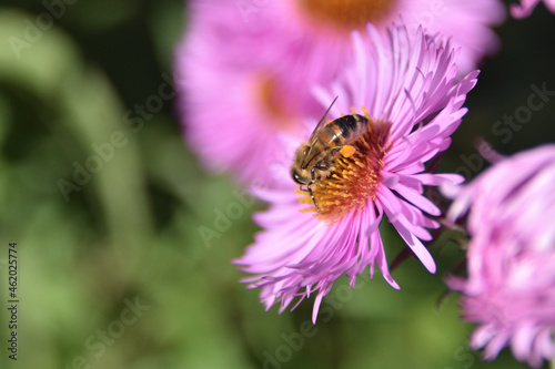 Pszczoła zbierajaca pyłek 