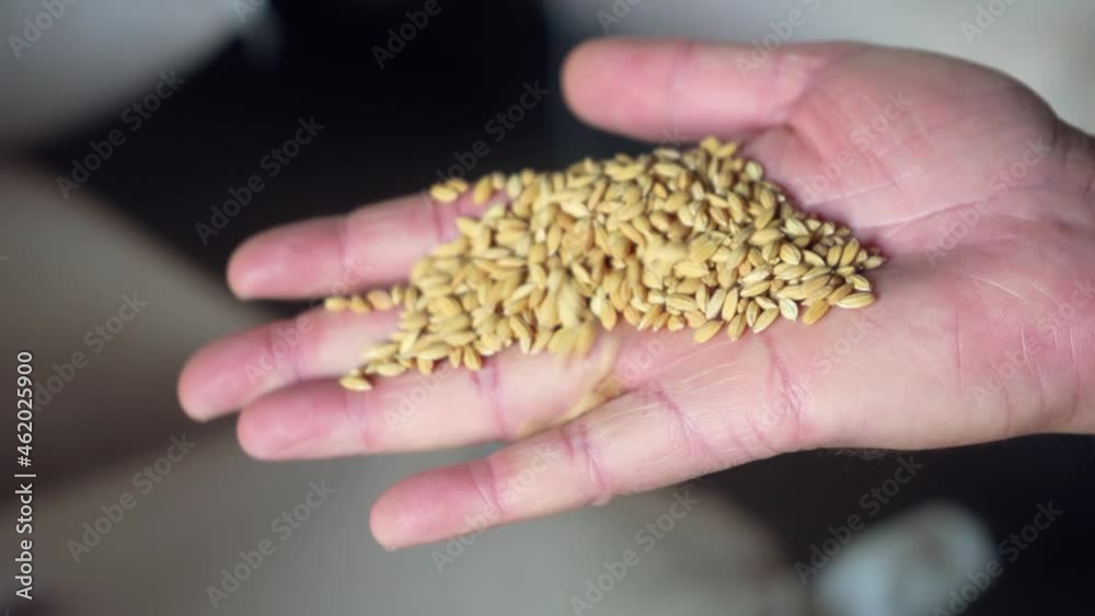 Gold Grain Is Stored In Stock Gold Grain Is Stored In Stock