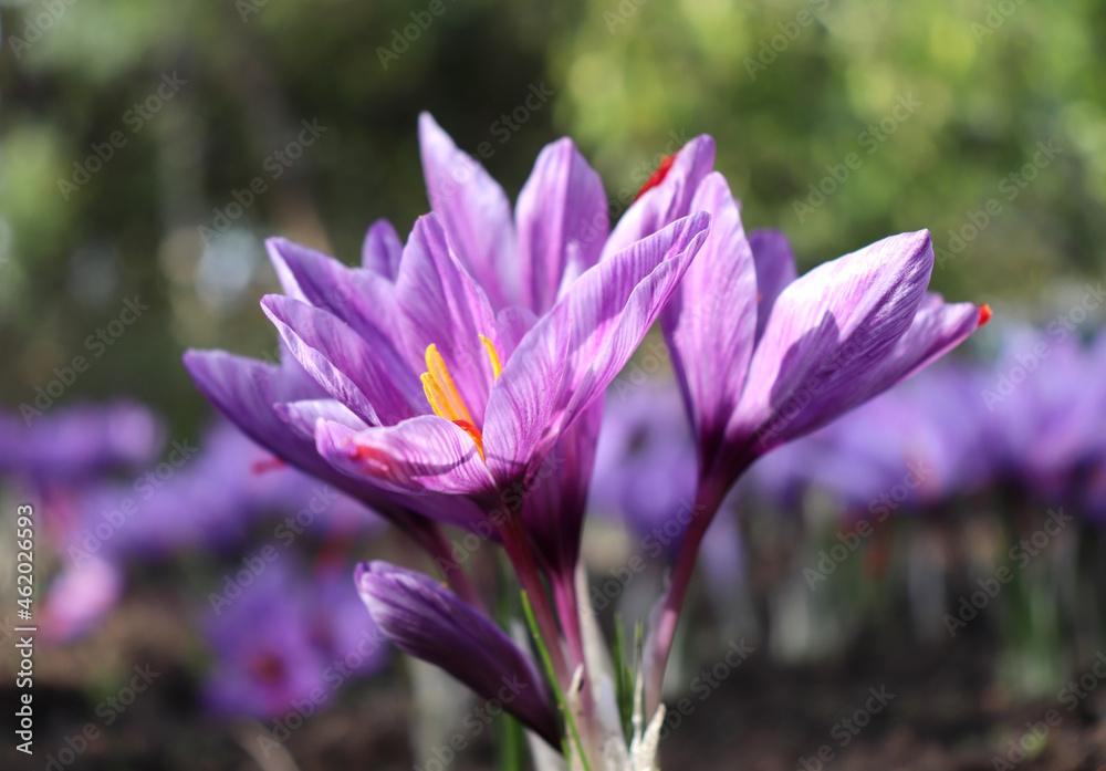 View of blooming flowers crocus sativus growing in an organic garden. In October, the saffron is usually perfect for harvesting. View of blooming flowers crocus sativus growing in an organic garden. In October, the saffron is usually perfect for harvesting.