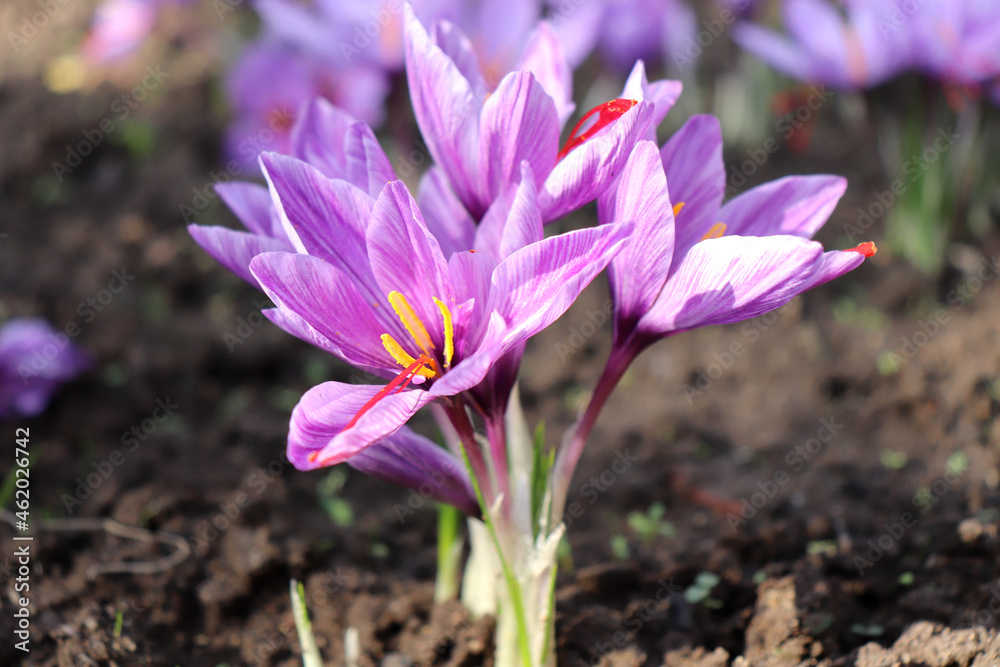 View of blooming flowers crocus sativus growing in an organic garden. In October, the saffron is usually perfect for harvesting. View of blooming flowers crocus sativus growing in an organic garden. In October, the saffron is usually perfect for harvesting.